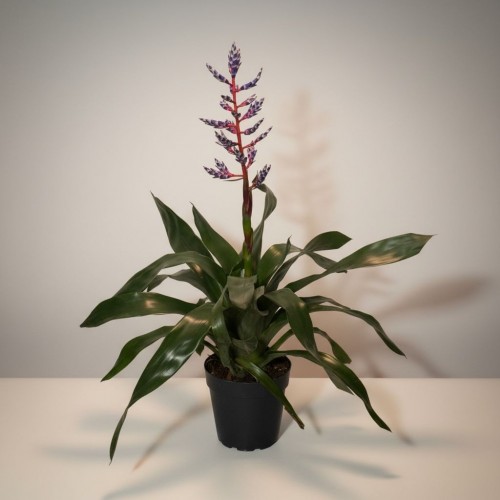 Eşmeya (Aechmea) Bitkisi